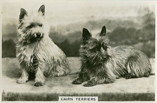 what were terriers originally bred for