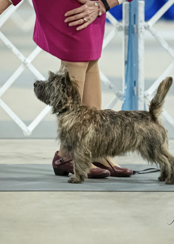 Foy trent best sale dog show